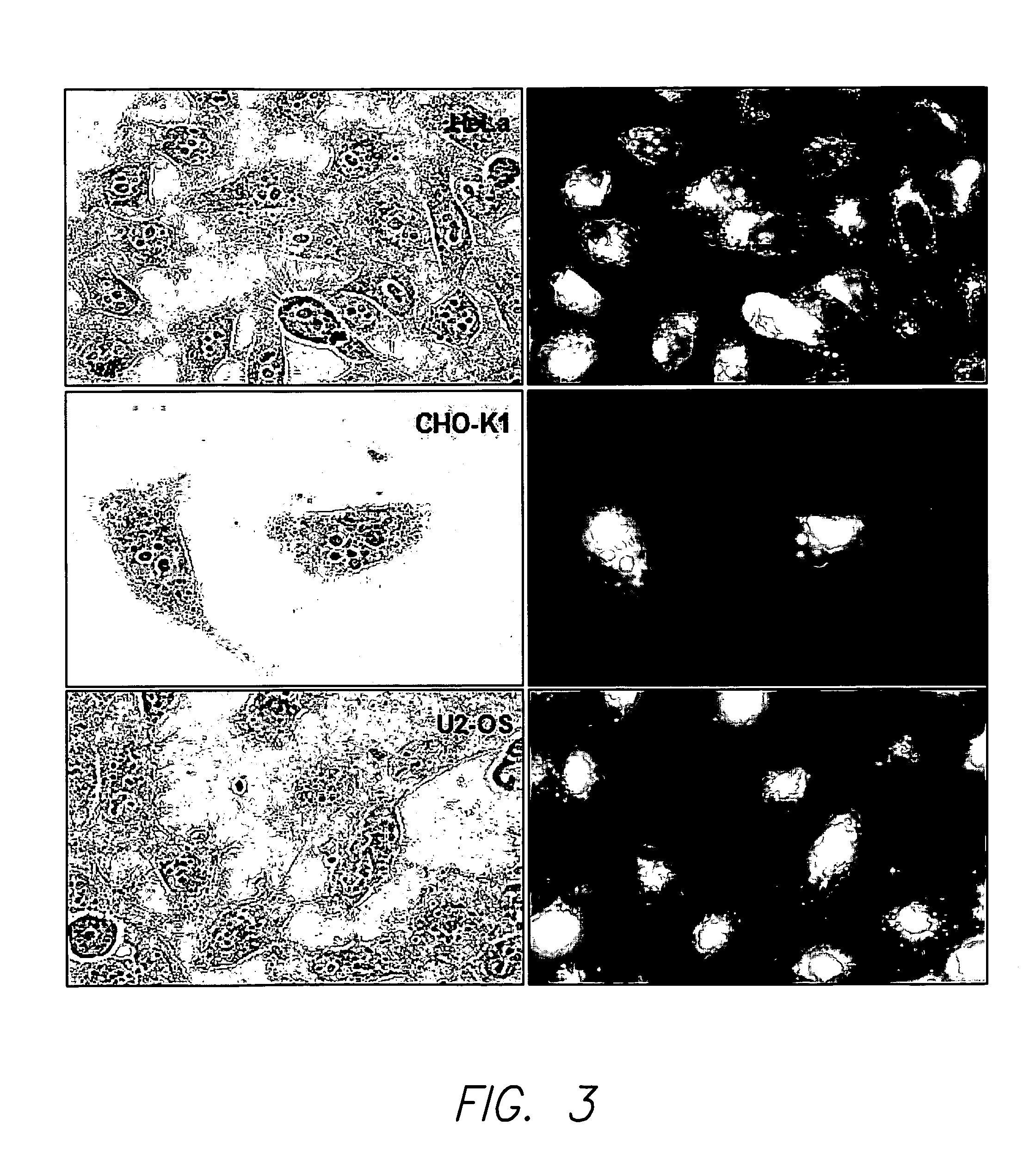 Novel fluorochromes for organelle tracing and multi-color imaging