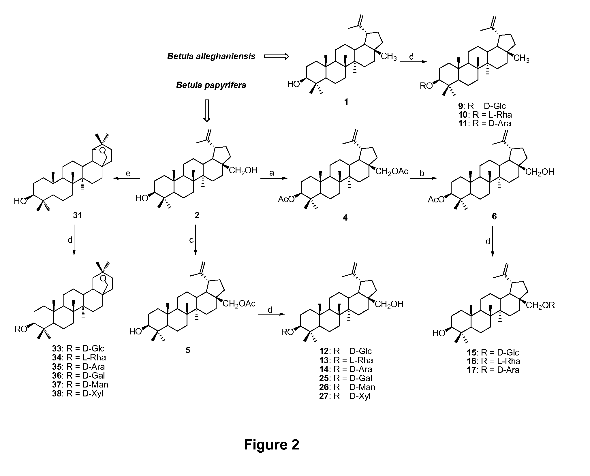 Triterpenes derivatives and uses thereof as antitumor agents or Anti-inflammatory agents