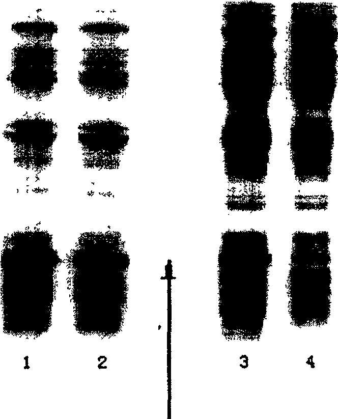 Expression of soluble TRAIL protein