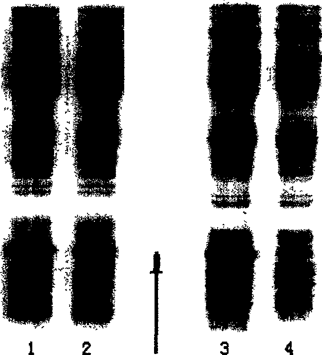 Expression of soluble TRAIL protein