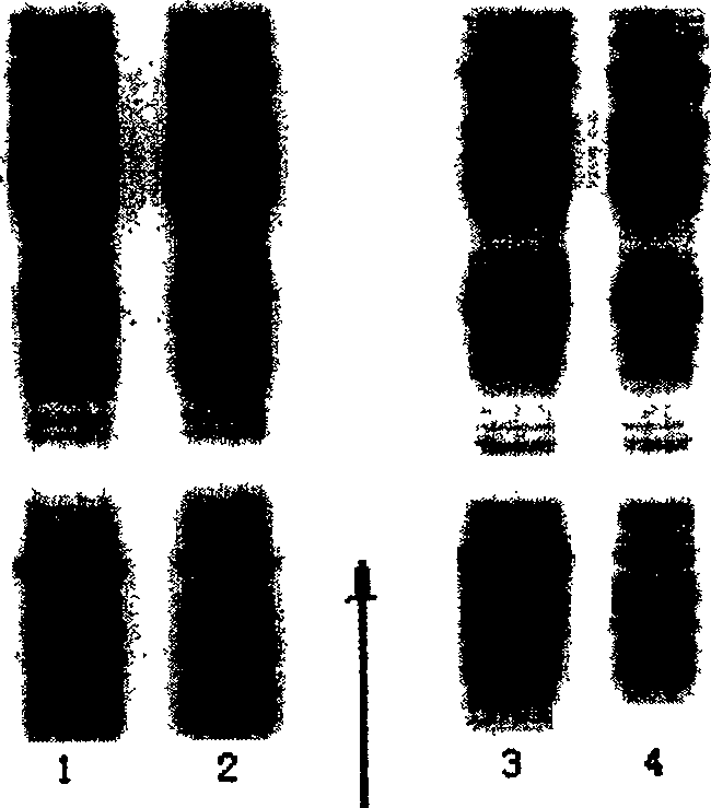 Expression of soluble TRAIL protein