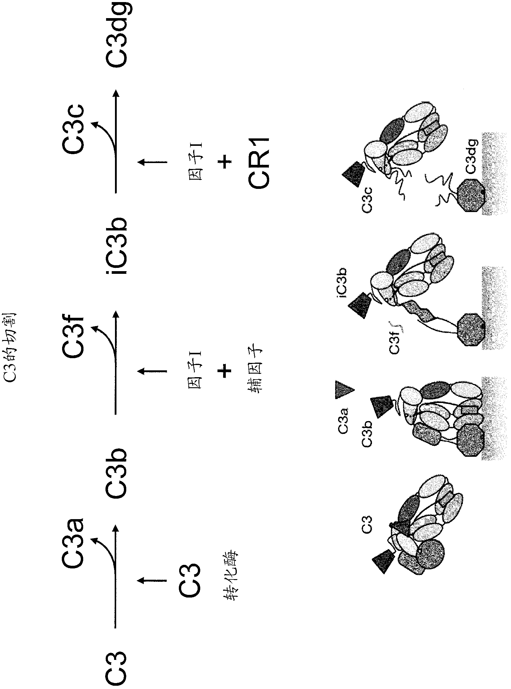 Antibodies to the c3d fragment of complement component 3