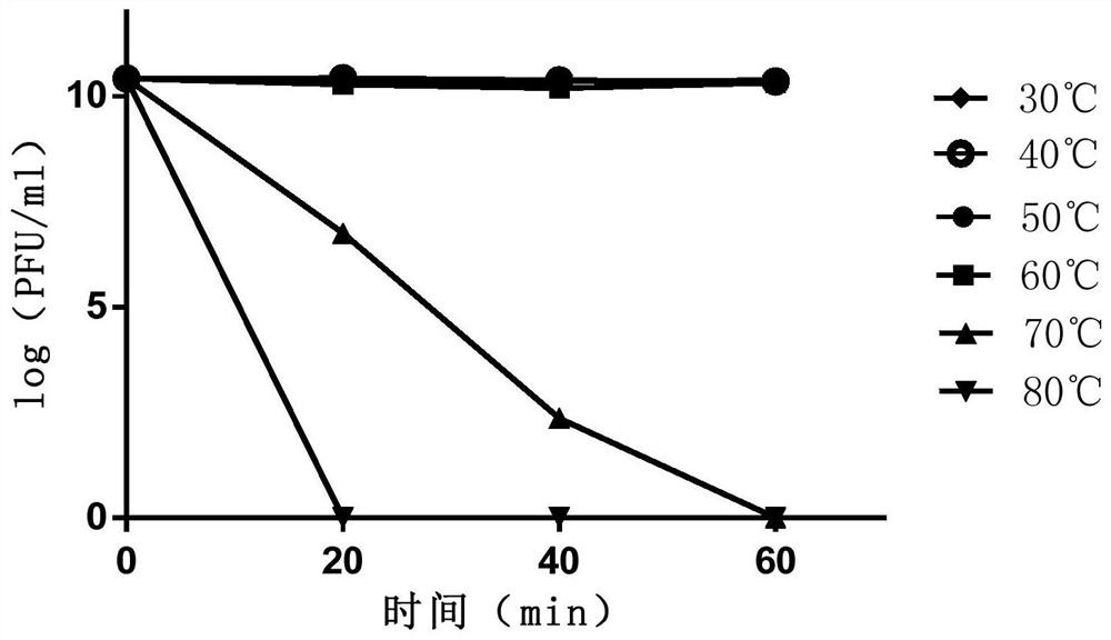 Vibrio alginolyticus bacteriophage with cross-species lysis capability, bacteriophage composition thereof and application of bacteriophage composition