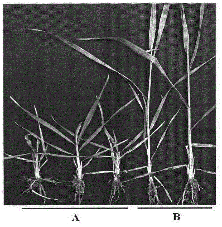 Method for preserving rice black-streaked dwarf virus indoor living bodies