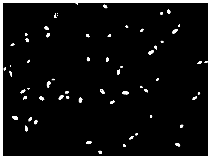 Bacterial strain for producing D-arabitol and application thereof