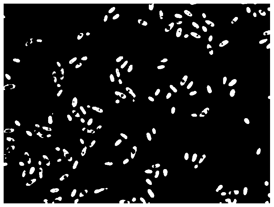 Bacterial strain for producing D-arabitol and application thereof