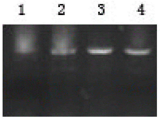 Detection primer, detection kit and detection method for watermelon wilt disease fungi