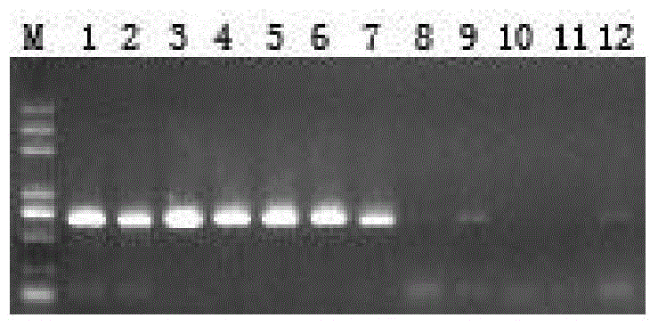 Detection primer, detection kit and detection method for watermelon wilt disease fungi