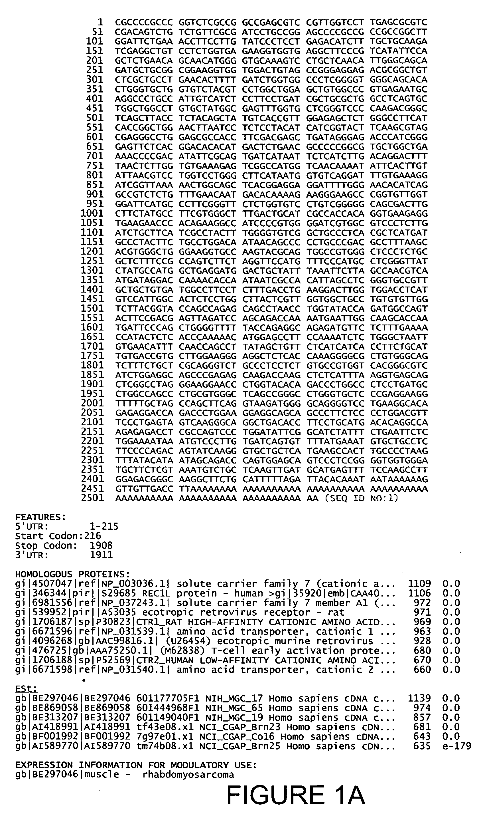 Isolated human transporter proteins, nucleic acid molecules encoding human transporter proteins, and uses thereof