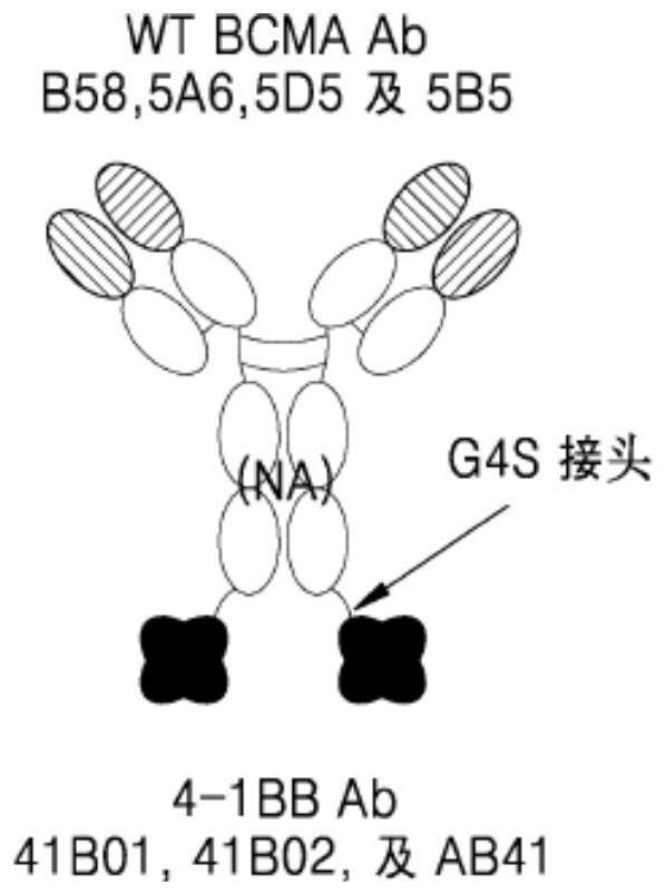 Anti-BCMA/anti-4-1BB bispecific antibodies and uses thereof