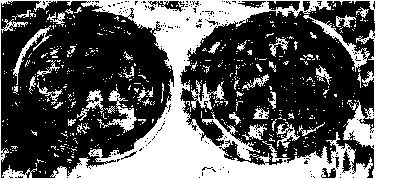 Extracellular matrix gel model used for researching development and differentiation of embryonic stem cells