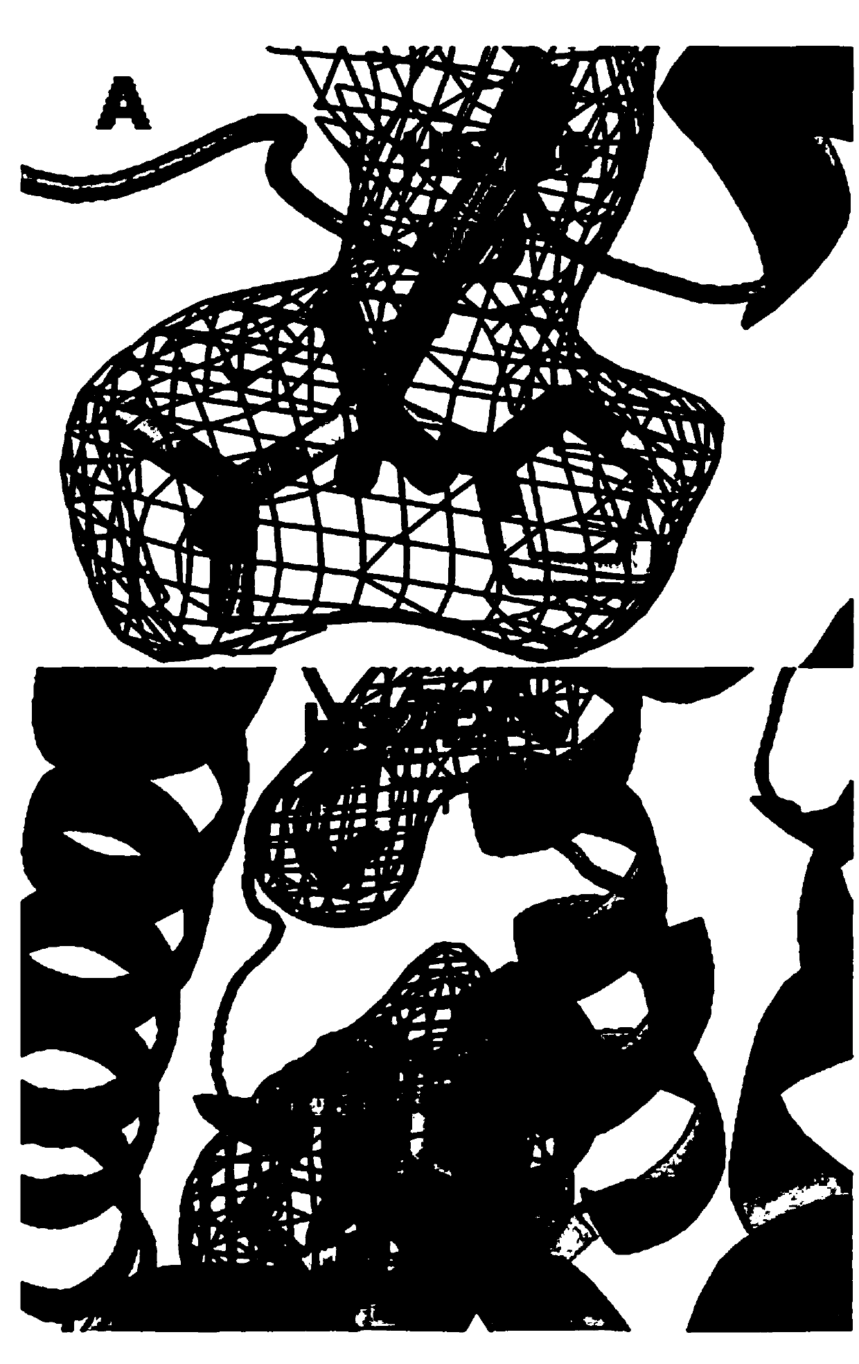 Preparation and application of human serum albumin-ruthenium inorganic medicine compound