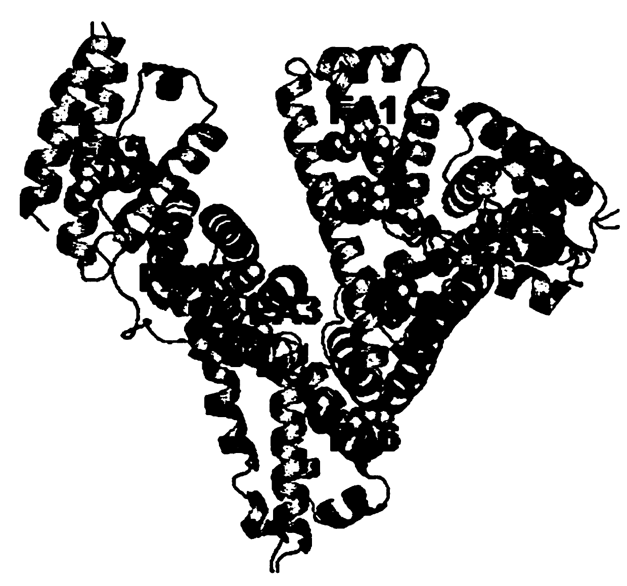 Preparation and application of human serum albumin-ruthenium inorganic medicine compound