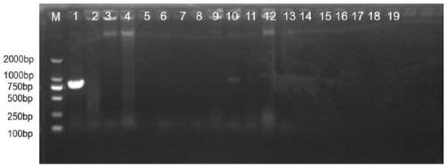 PCR detection primers for pantoea ananatis as pathogeny of bacterial wilt disease of mulberries and application