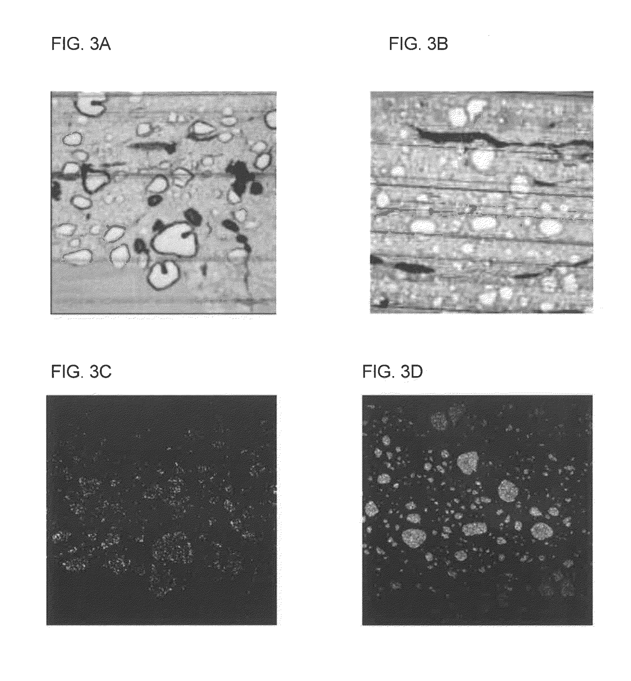 Power storage device, electrode used therein, and porous sheet