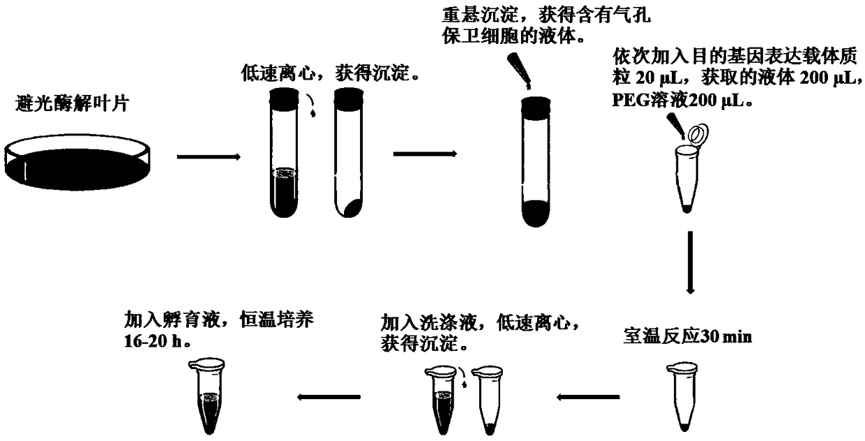 Method for rapidly locating protein position in guard cell of plant leaf