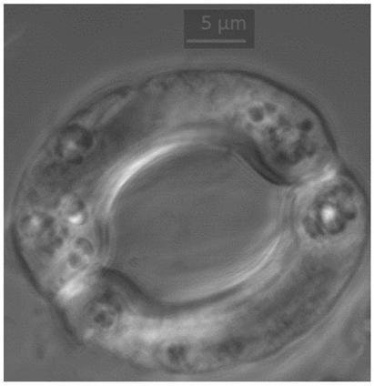 Method for rapidly locating protein position in guard cell of plant leaf