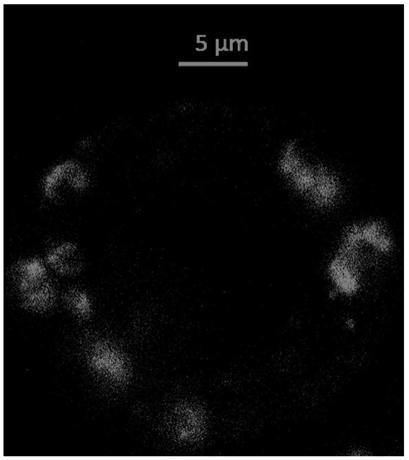 Method for rapidly locating protein position in guard cell of plant leaf