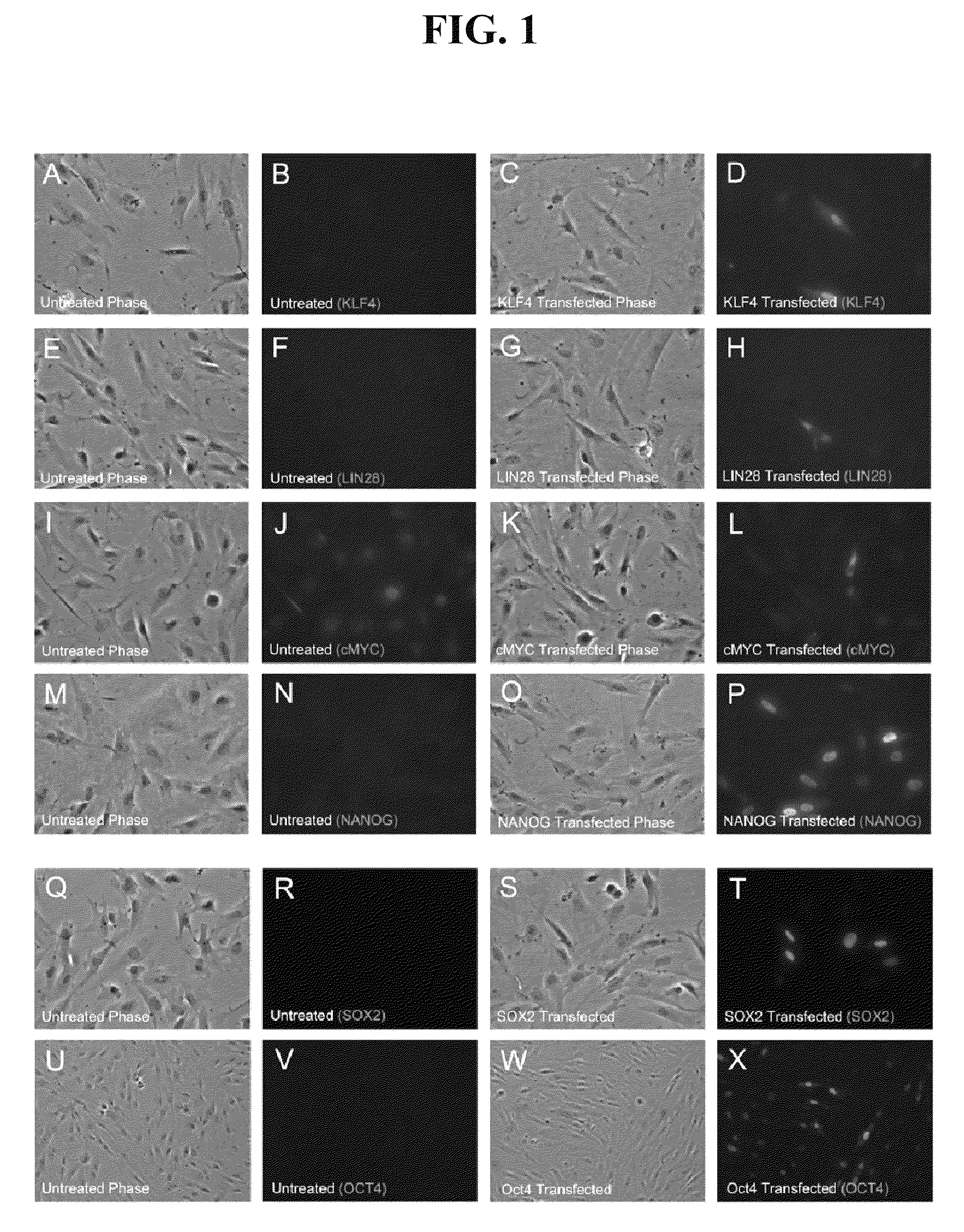 RNA preparations comprising purified modified RNA for reprogramming cells