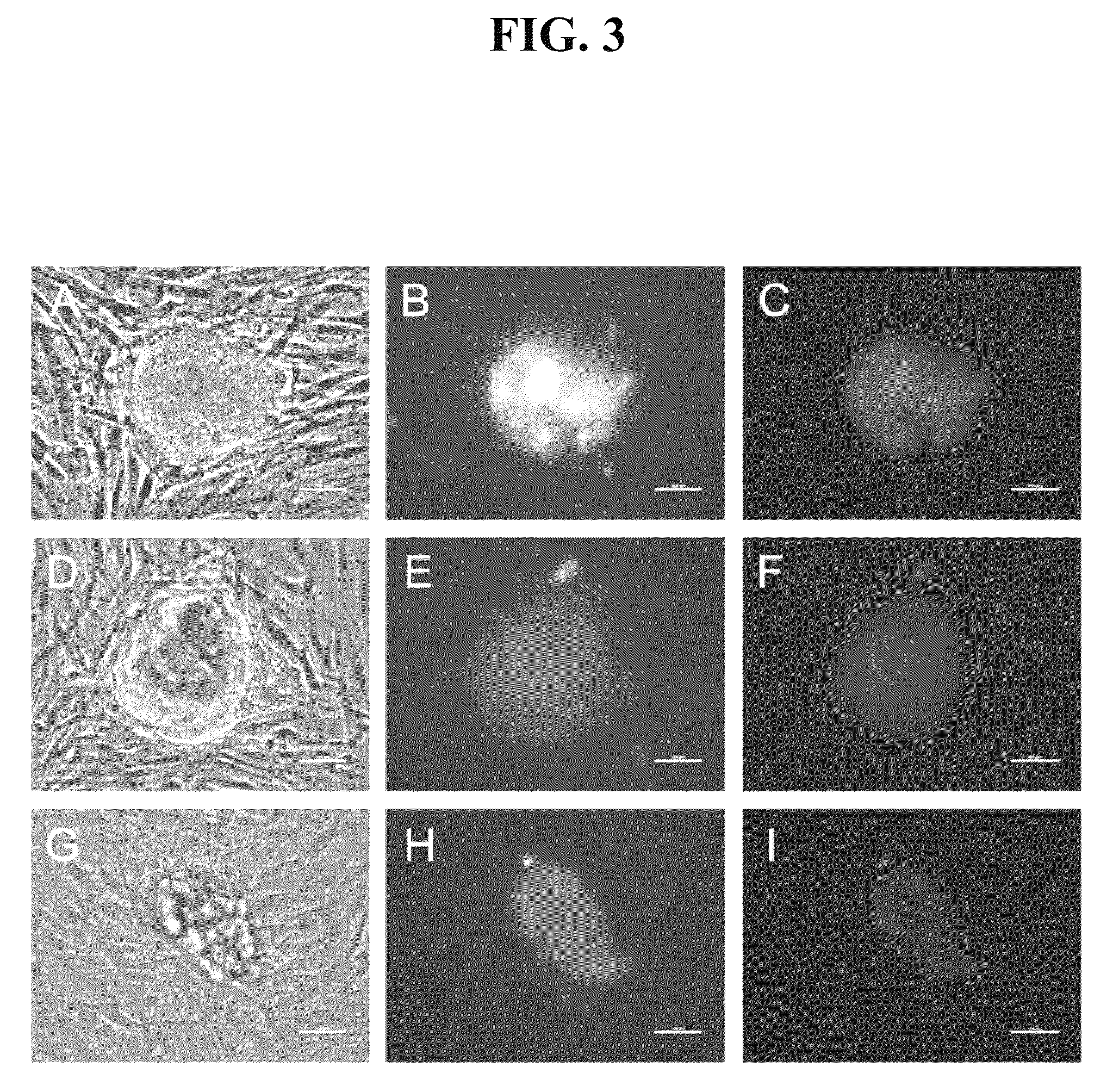 RNA preparations comprising purified modified RNA for reprogramming cells