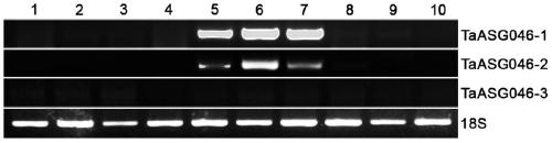 Identification and Application of Plant Anther-Specific Expression Promoter