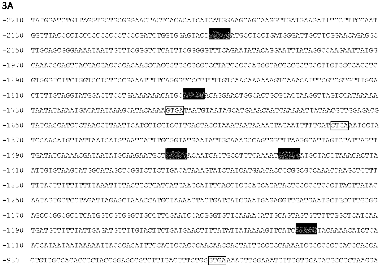 Identification and Application of Plant Anther-Specific Expression Promoter