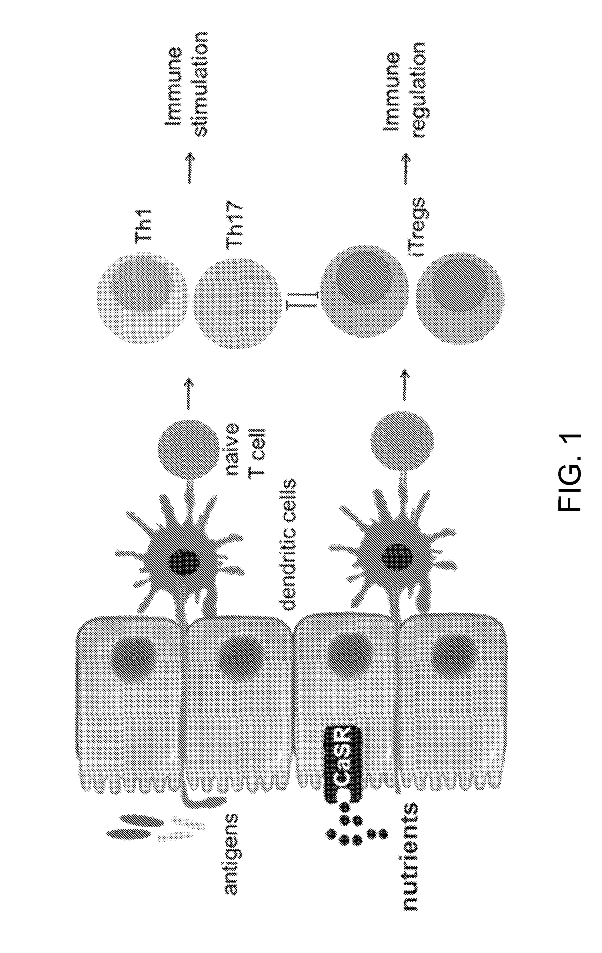 Materials and methods for prevention and treatment of diarrhea and inflammation in the gastrointestinal tract