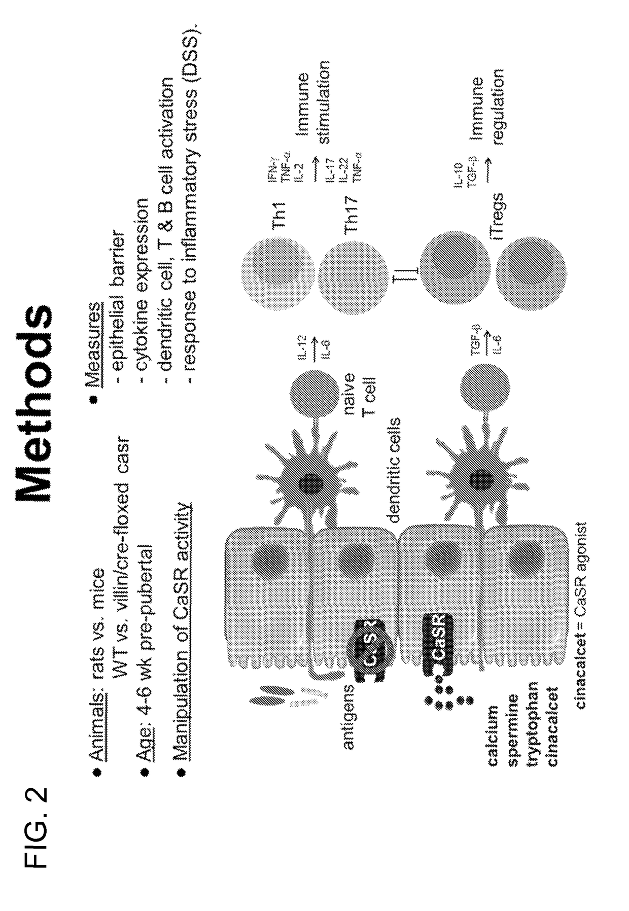 Materials and methods for prevention and treatment of diarrhea and inflammation in the gastrointestinal tract