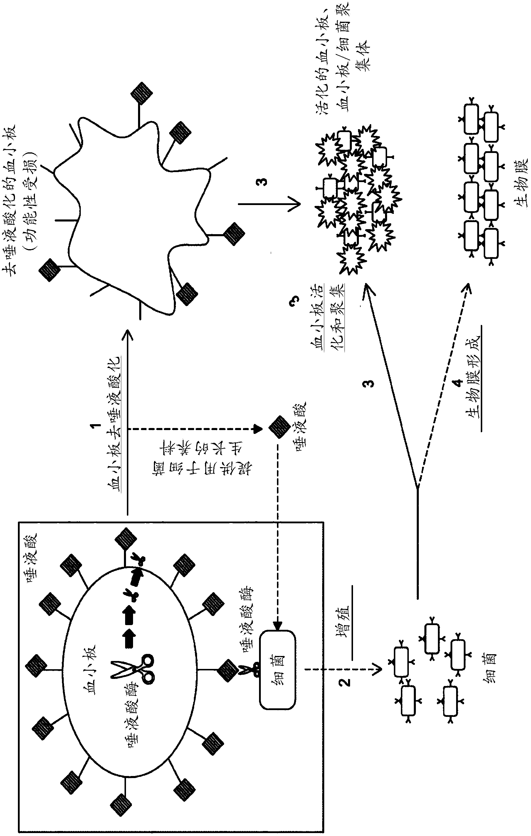 Improved platelet storage using a sialidase inhibitor