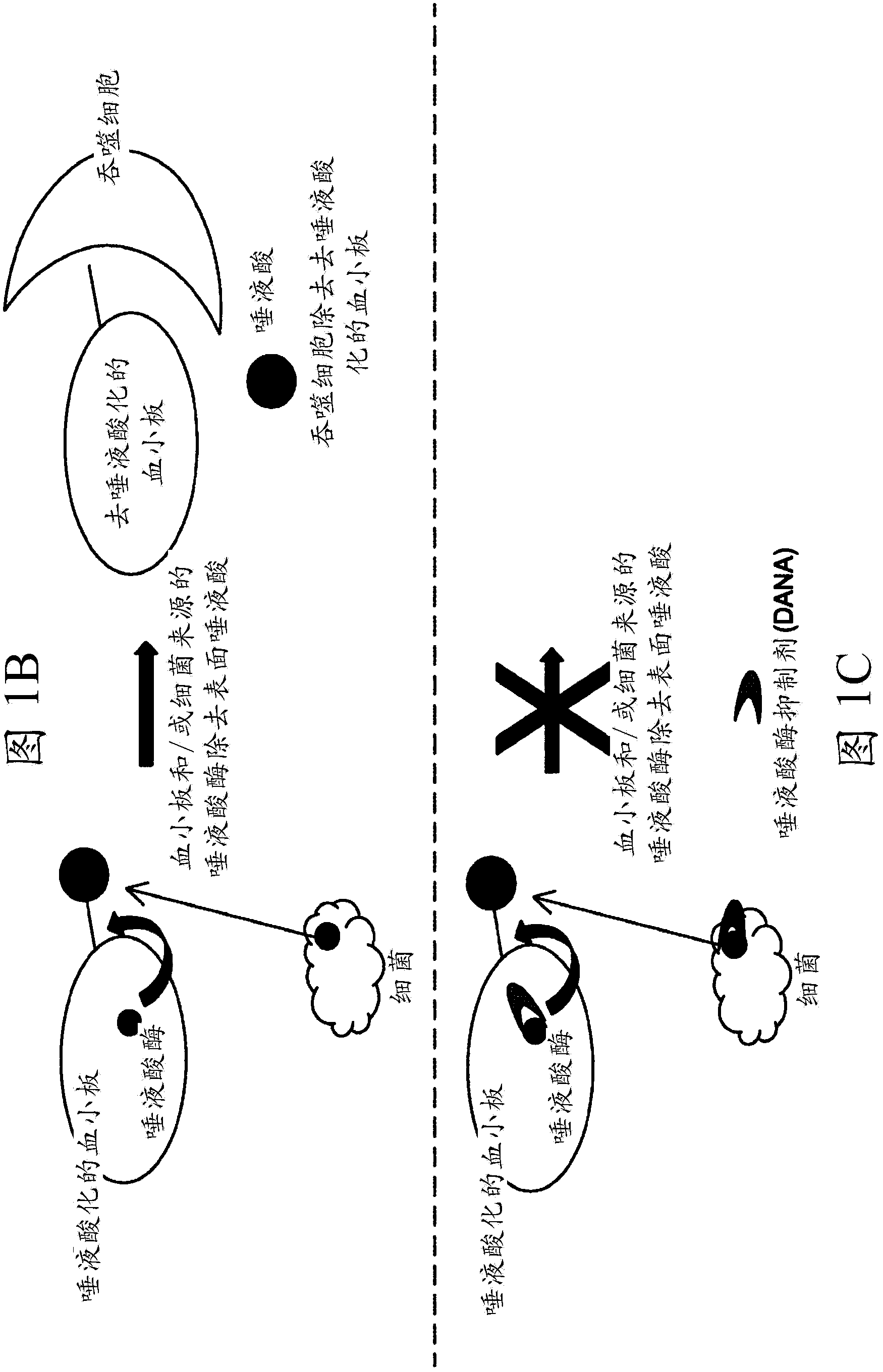 Improved platelet storage using a sialidase inhibitor