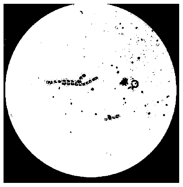 Novel material based on natural diatom shell and phycobiliprotein and application