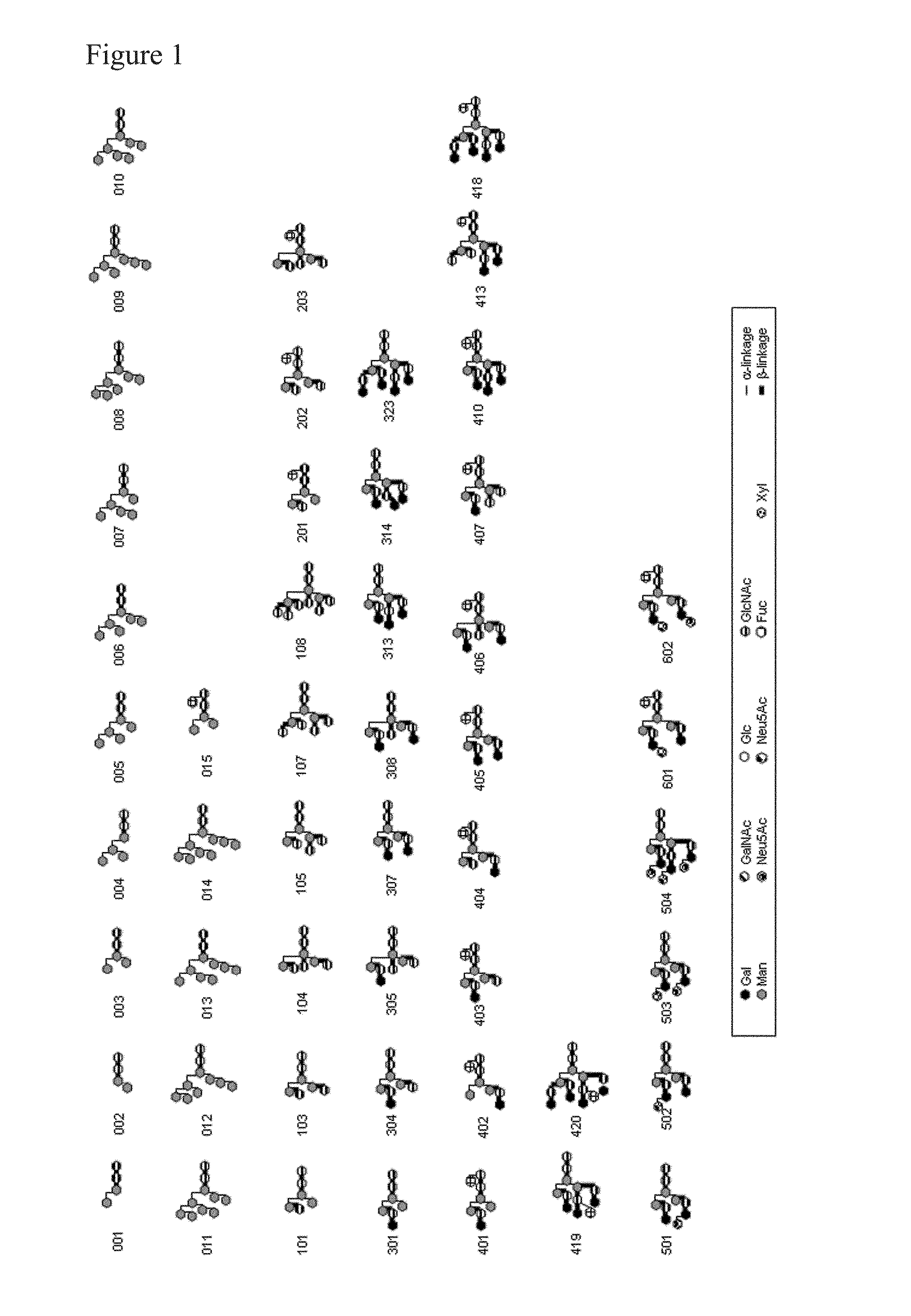 L-fucose α1→6 specific lectin