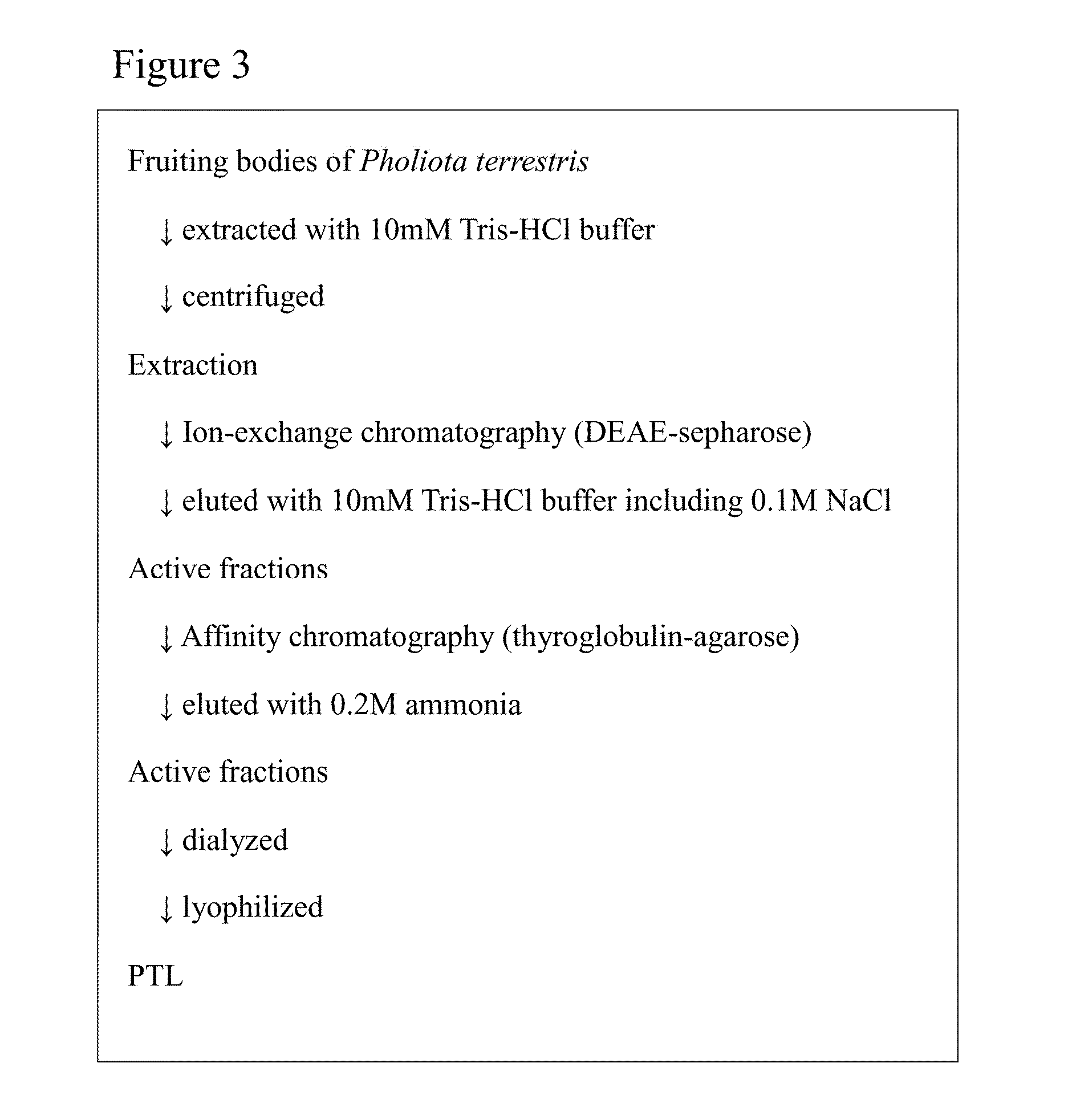 L-fucose α1→6 specific lectin