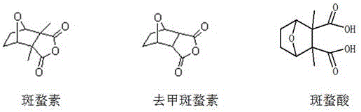 5,6-didehydronorcantharidin derivatives and their antitumor applications