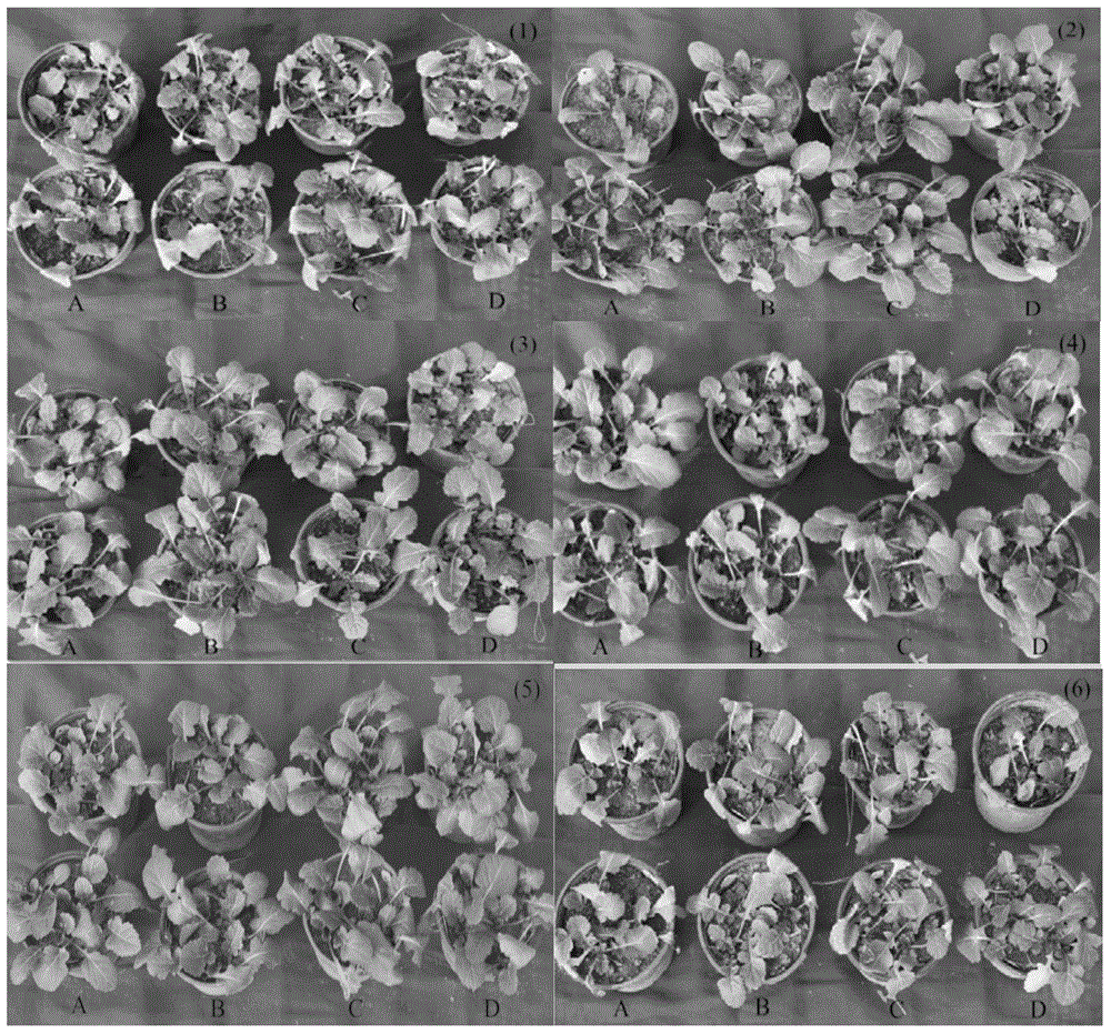 Cold-resistant agent for brassica rapa L. seedlings and application method of cold-resistant agent