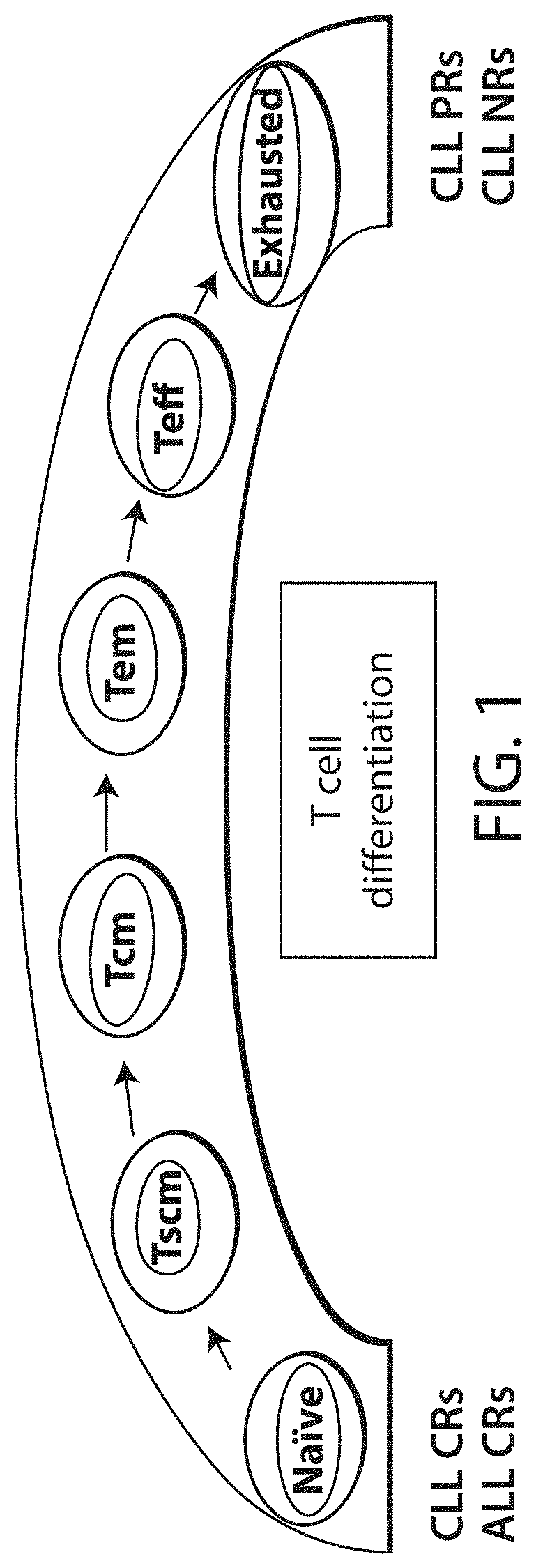 Biomarkers predictive of therapeutic responsiveness to chimeric antigen receptor therapy and uses thereof