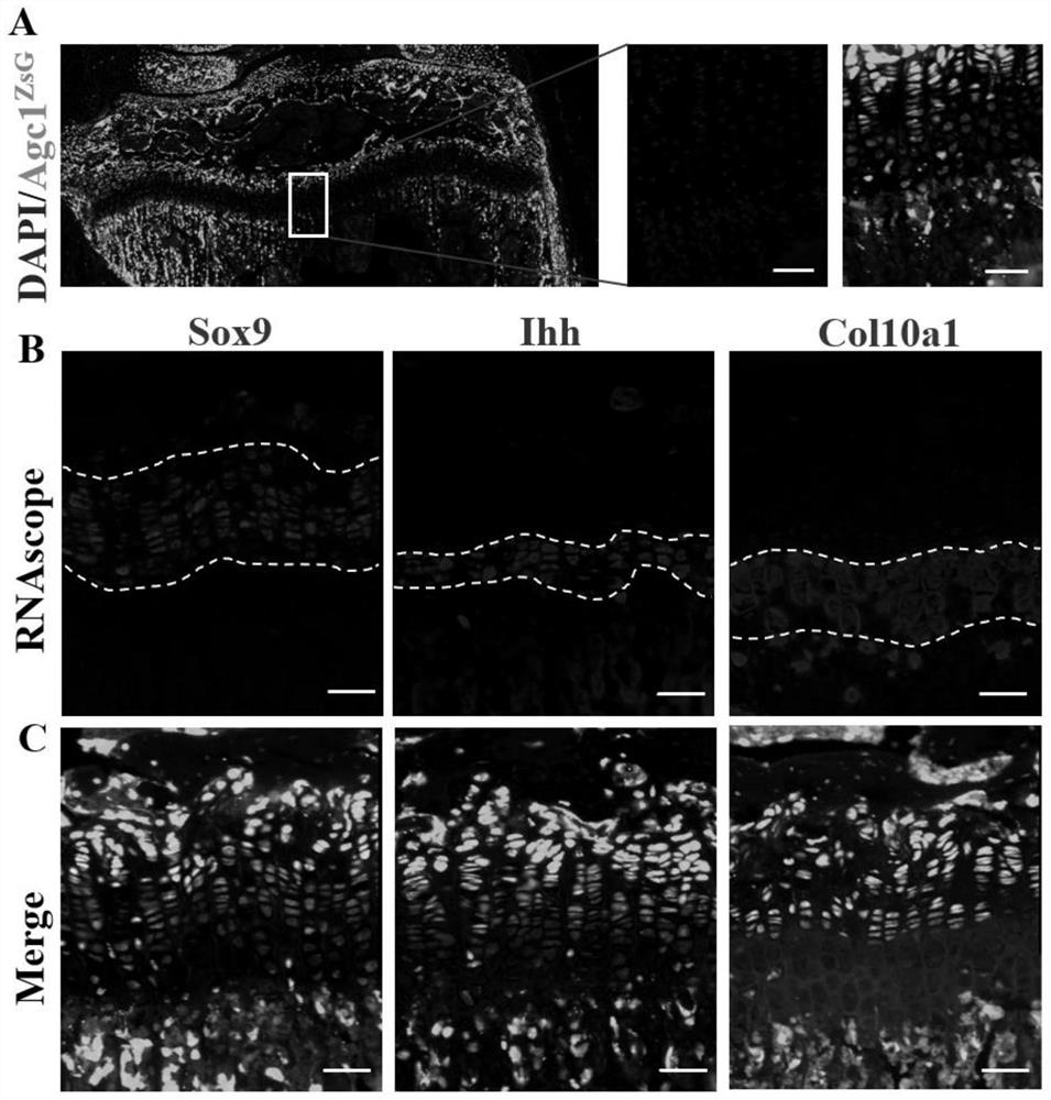 Slice preparation method of non-decalcified osteochondral tissue and osteochondral tissue cell tracing and RNAScope combined test method