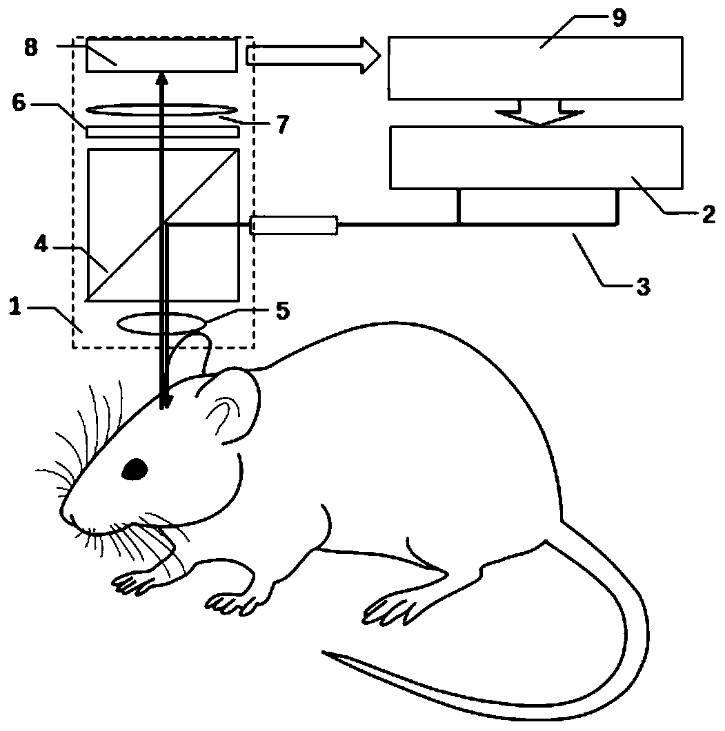 Fluorescence imaging system for experimental animals