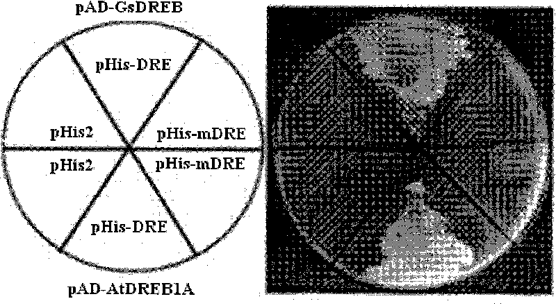 DREBs transcription factor GsDREBa of wild soybean and base sequence thereof