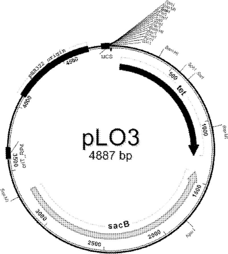 crtz gene and crtg gene of Sphingomonas paucimobilis and their application