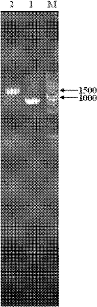 crtz gene and crtg gene of Sphingomonas paucimobilis and their application