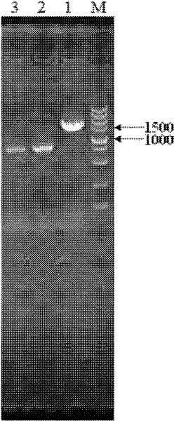 crtz gene and crtg gene of Sphingomonas paucimobilis and their application