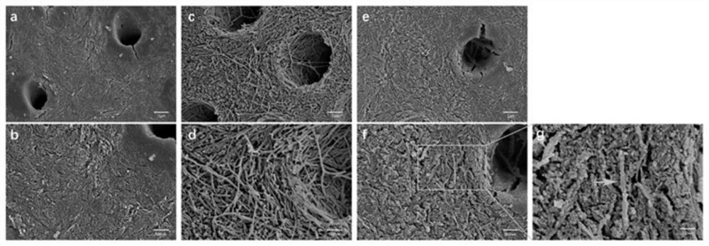 Dental bone material for in-vitro collagen demineralization