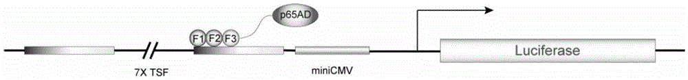 Rapid screening method of zinc finger protein