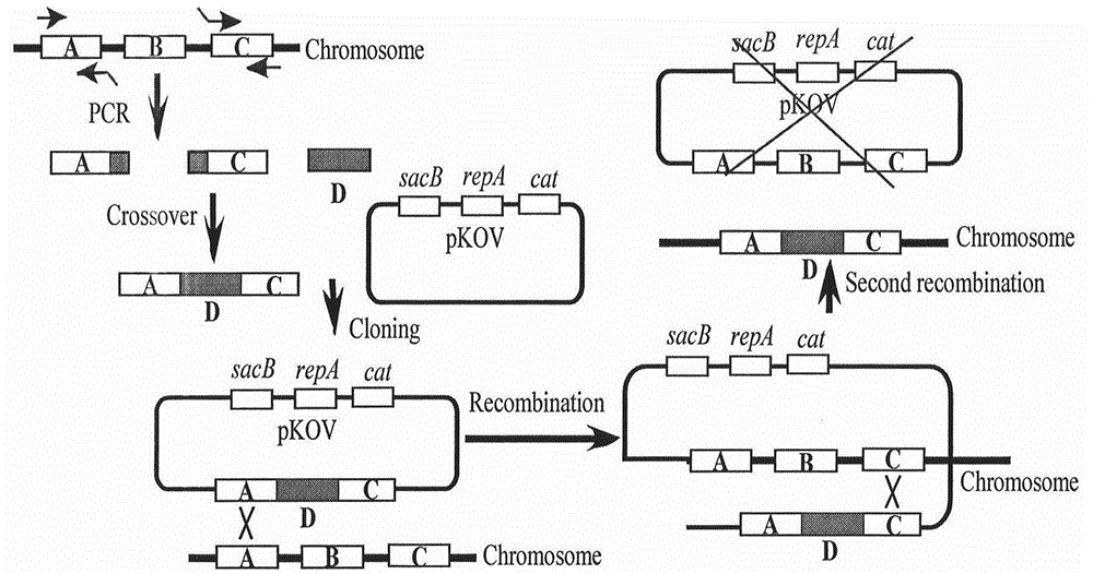 Escherichia coli for arsenic detection