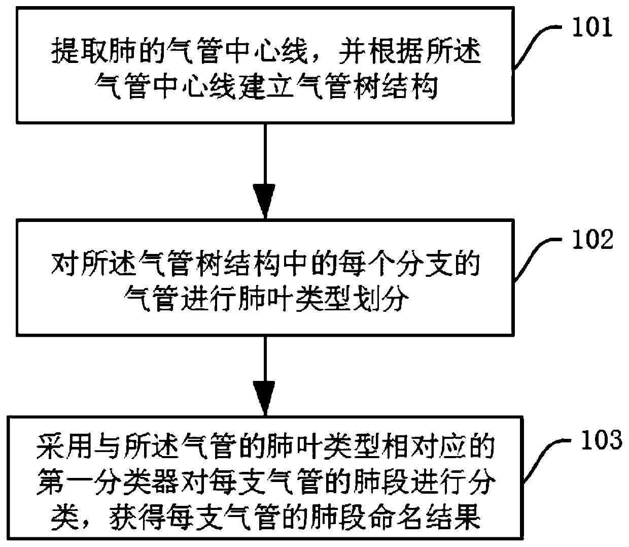 Segmented naming method and system for lung tracheas and blood vessels