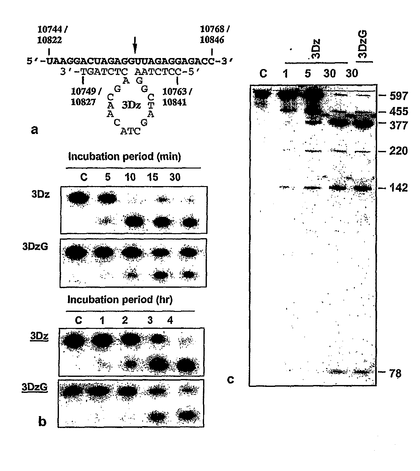 Dnazymes for Inhibition of Japanese Encephalitis Virus Replication