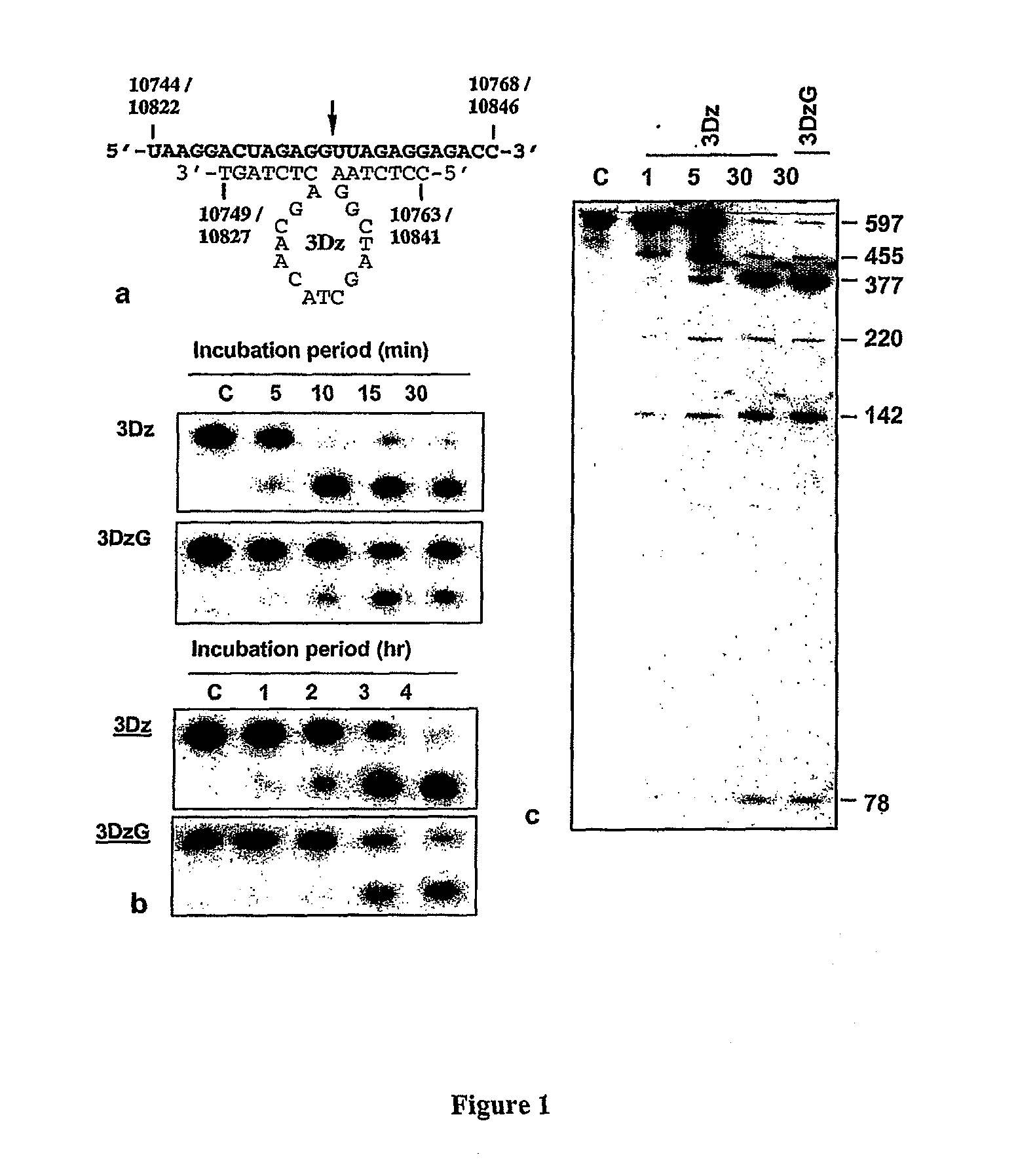 Dnazymes for Inhibition of Japanese Encephalitis Virus Replication