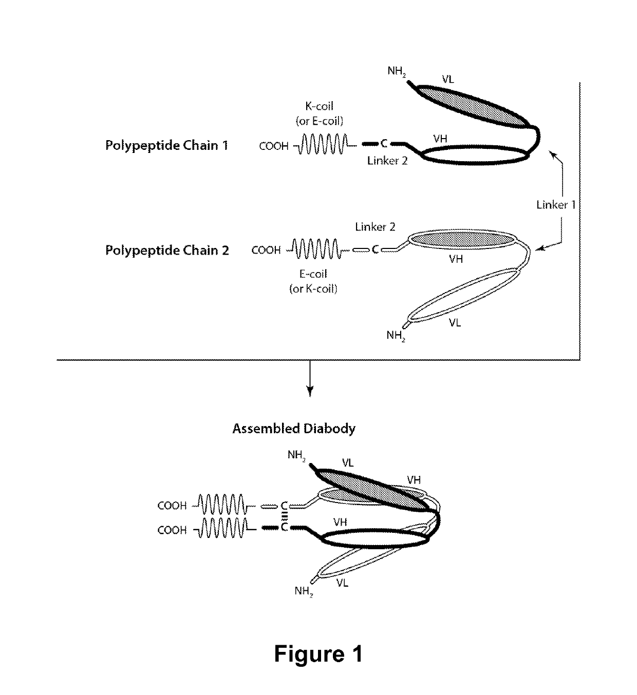 Multivalent molecules comprising DR5-binding domains