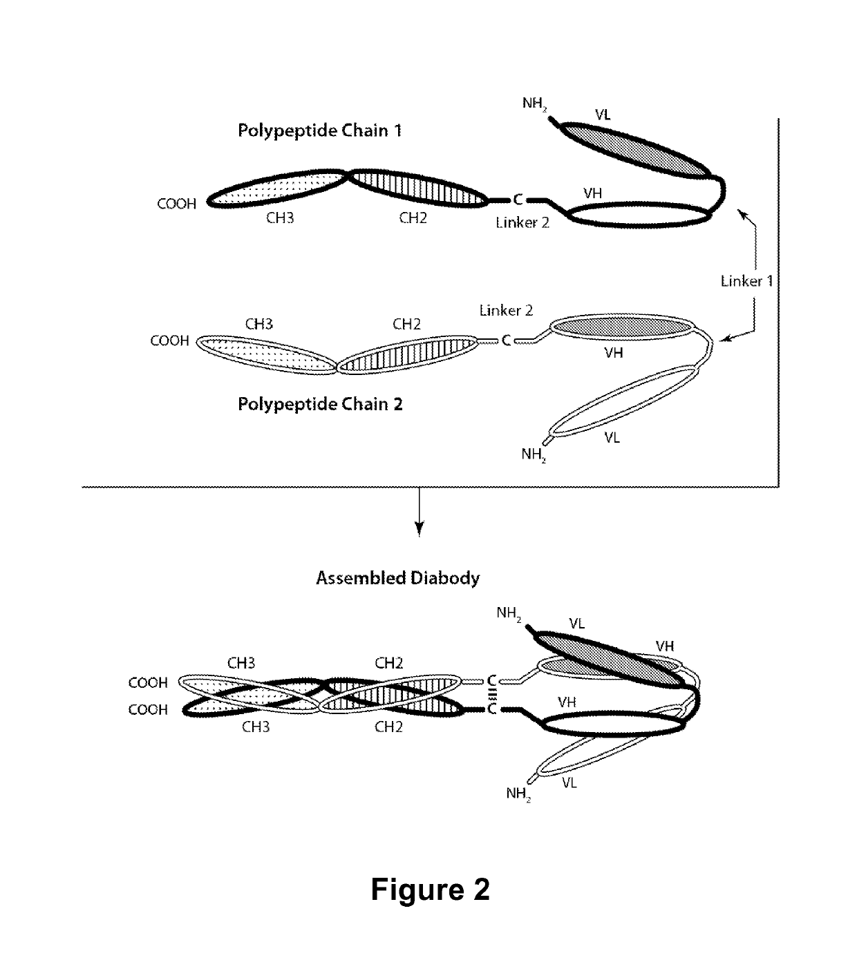 Multivalent molecules comprising DR5-binding domains